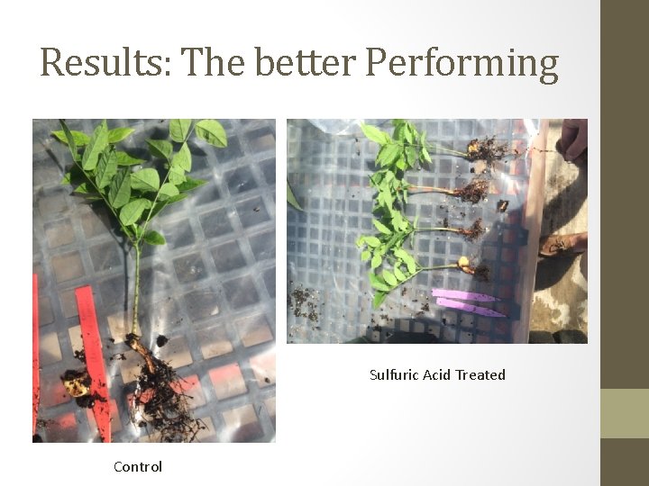 Results: The better Performing Sulfuric Acid Treated Control 