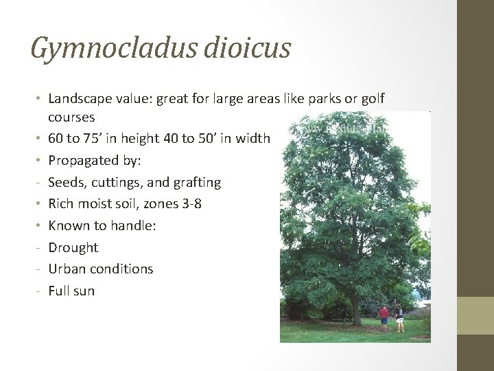 Gymnocladus dioicus • Landscape value: great for large areas like parks or golf courses