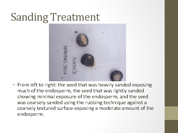 Sanding Treatment • From left to right: the seed that was heavily sanded exposing