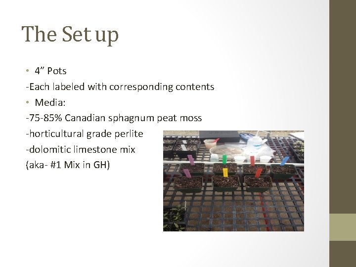 The Set up • 4” Pots -Each labeled with corresponding contents • Media: -75