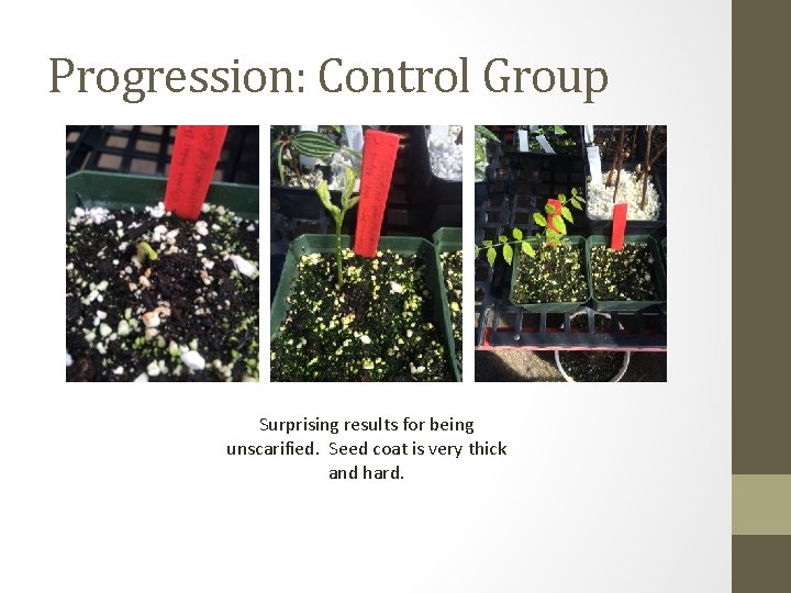 Progression: Control Group Surprising results for being unscarified. Seed coat is very thick and