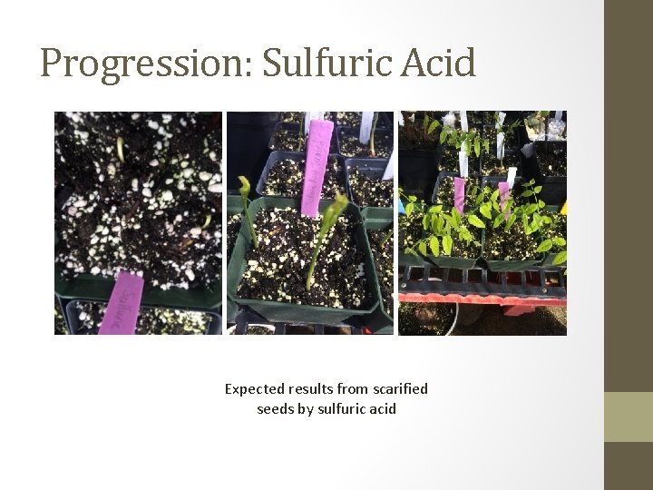 Progression: Sulfuric Acid Expected results from scarified seeds by sulfuric acid 