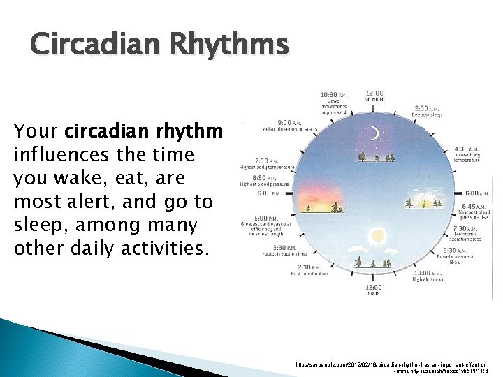 Circadian Rhythms Your circadian rhythm influences the time you wake, eat, are most alert,