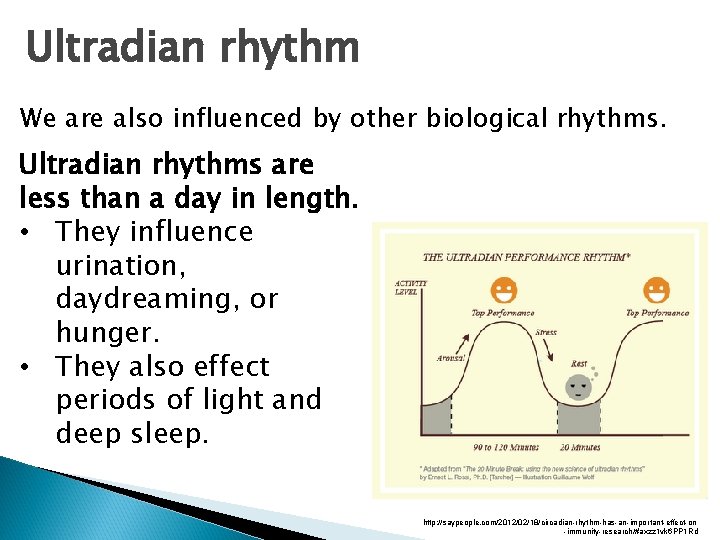 Ultradian rhythm We are also influenced by other biological rhythms. Ultradian rhythms are less