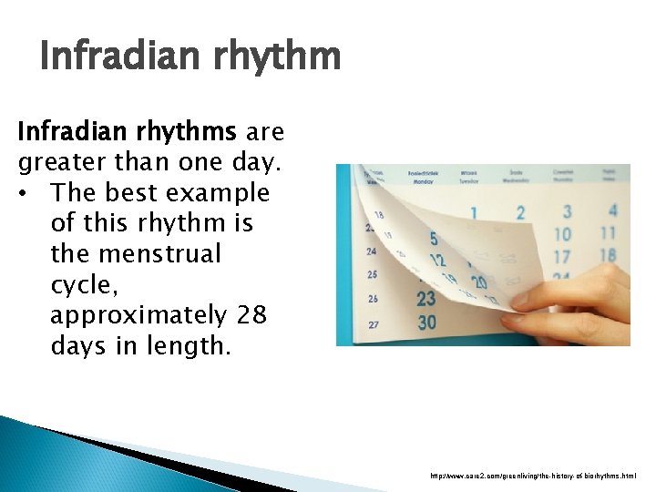 Infradian rhythms are greater than one day. • The best example of this rhythm