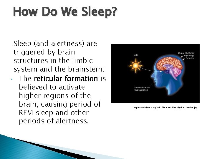 How Do We Sleep? Sleep (and alertness) are triggered by brain structures in the