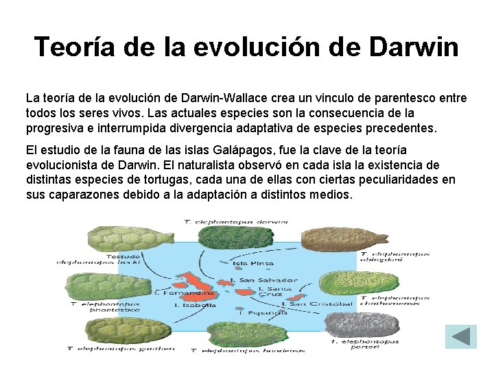 Teoría de la evolución de Darwin La teoría de la evolución de Darwin-Wallace crea Teoría de la evolución de Darwin La teoría de la evolución de Darwin-Wallace crea