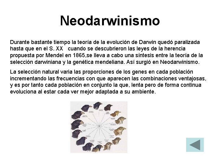 Neodarwinismo Durante bastante tiempo la teoría de la evolución de Darwin quedó paralizada hasta