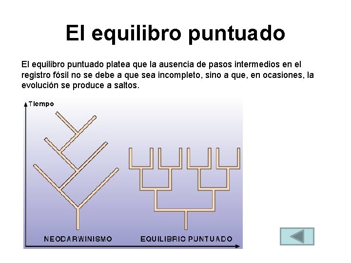 El equilibro puntuado platea que la ausencia de pasos intermedios en el registro fósil