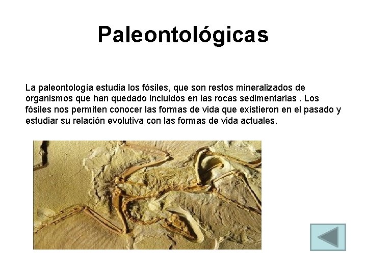 Paleontológicas La paleontología estudia los fósiles, que son restos mineralizados de organismos que han
