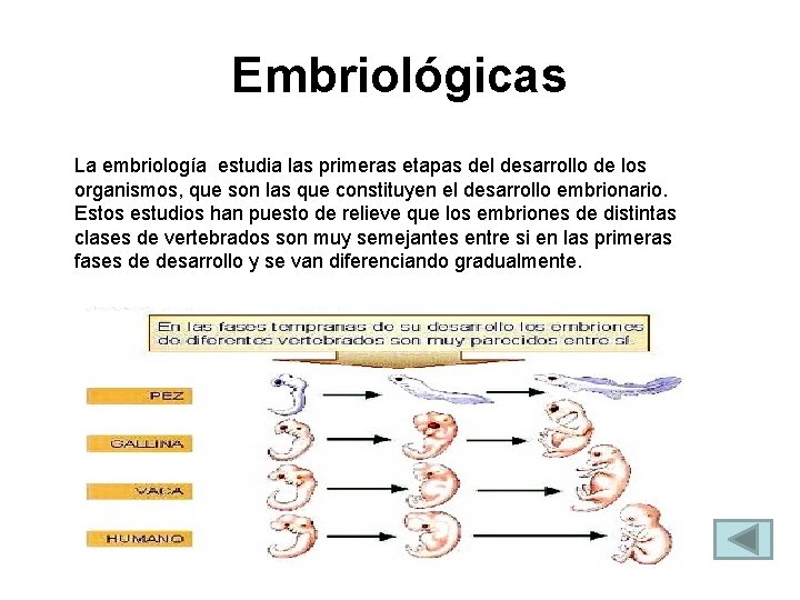 Embriológicas La embriología estudia las primeras etapas del desarrollo de los organismos, que son Embriológicas La embriología estudia las primeras etapas del desarrollo de los organismos, que son