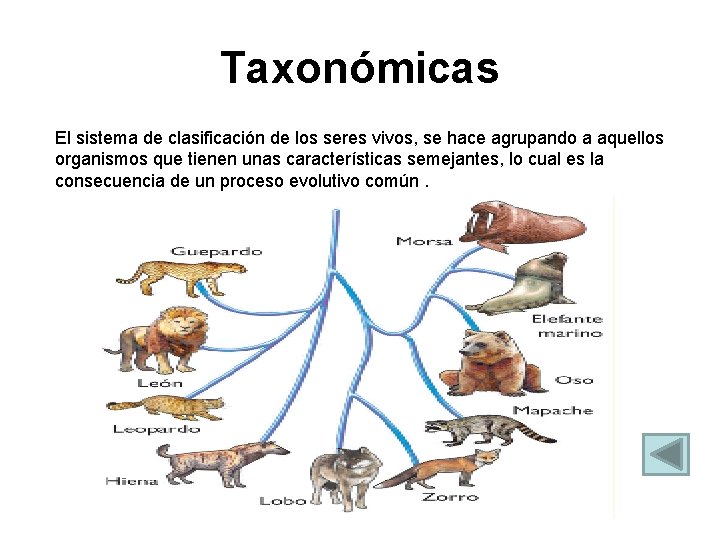 Taxonómicas El sistema de clasificación de los seres vivos, se hace agrupando a aquellos