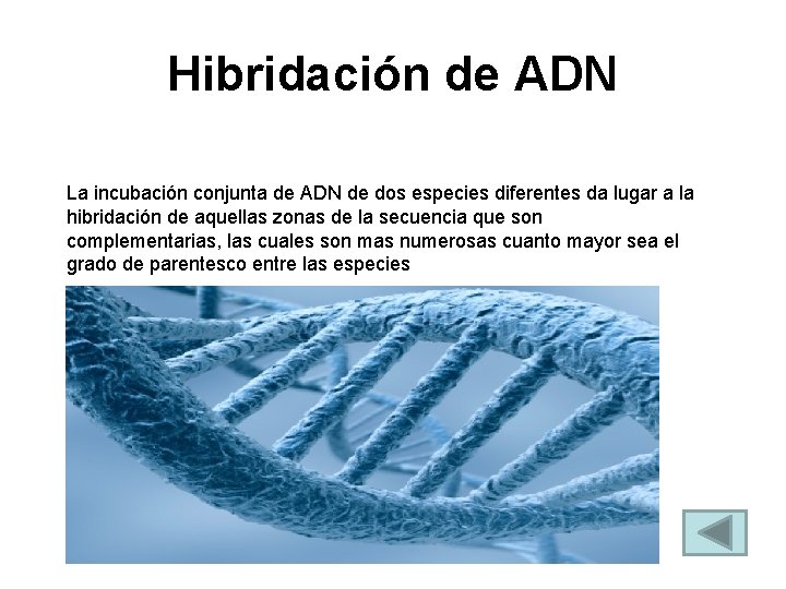 Hibridación de ADN La incubación conjunta de ADN de dos especies diferentes da lugar