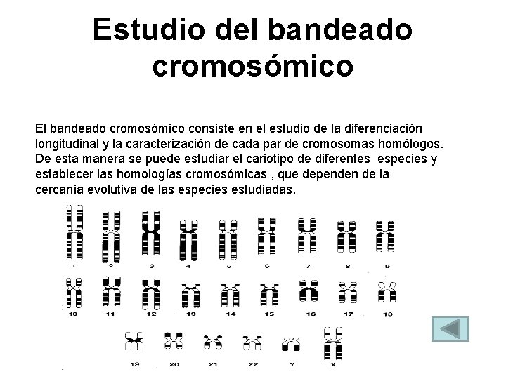 Estudio del bandeado cromosómico El bandeado cromosómico consiste en el estudio de la diferenciación