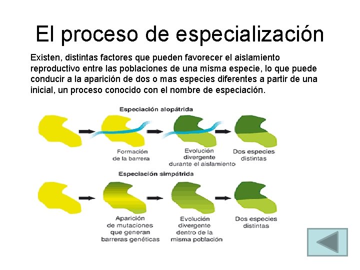 El proceso de especialización Existen, distintas factores que pueden favorecer el aislamiento reproductivo entre