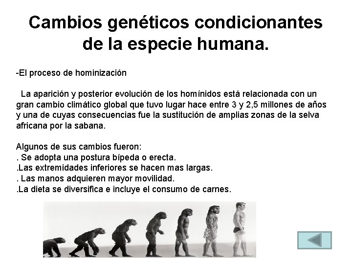 Cambios genéticos condicionantes de la especie humana. -El proceso de hominización La aparición y Cambios genéticos condicionantes de la especie humana. -El proceso de hominización La aparición y