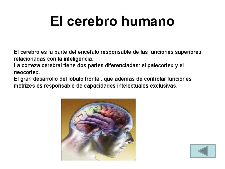 El cerebro humano El cerebro es la parte del encéfalo responsable de las funciones El cerebro humano El cerebro es la parte del encéfalo responsable de las funciones