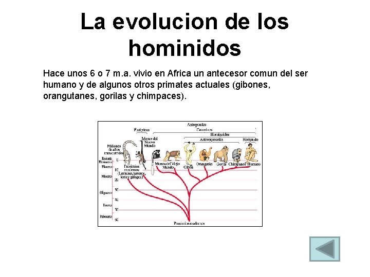 La evolucion de los hominidos Hace unos 6 o 7 m. a. vivio en