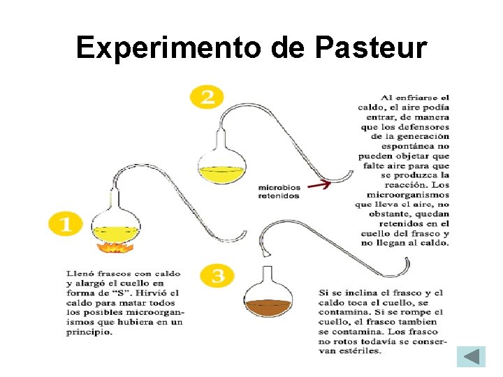 Experimento de Pasteur Experimento de Pasteur