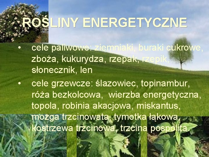 ROŚLINY ENERGETYCZNE • • cele paliwowe: ziemniaki, buraki cukrowe, zboża, kukurydza, rzepak, rzepik, słonecznik,