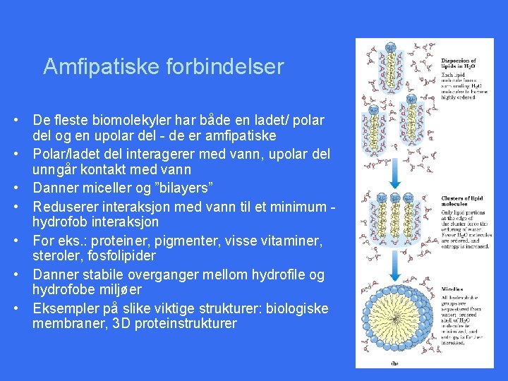 Amfipatiske forbindelser • De fleste biomolekyler har både en ladet/ polar del og en