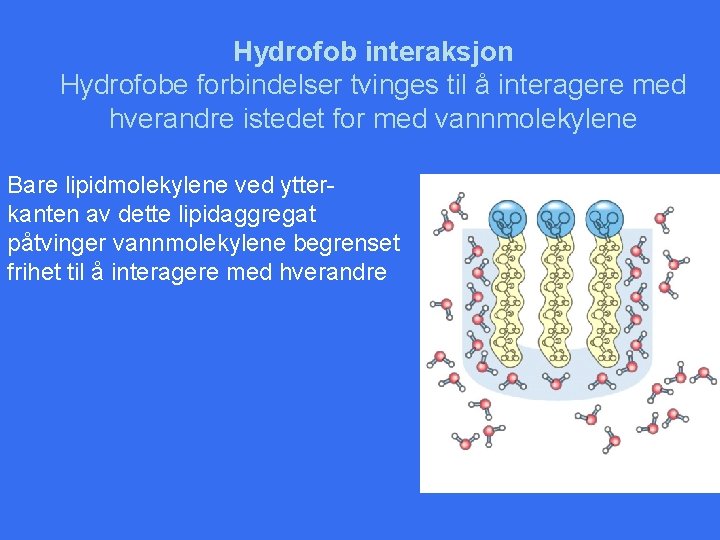 Hydrofob interaksjon Hydrofobe forbindelser tvinges til å interagere med hverandre istedet for med vannmolekylene