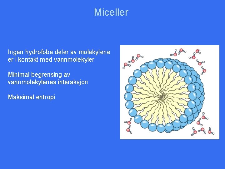 Miceller Ingen hydrofobe deler av molekylene er i kontakt med vannmolekyler Minimal begrensing av