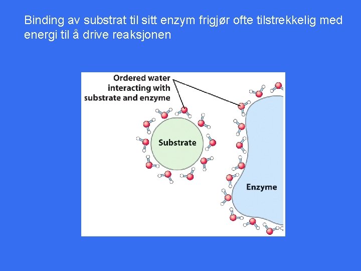 Binding av substrat til sitt enzym frigjør ofte tilstrekkelig med energi til å drive