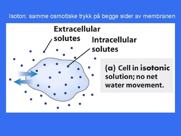 Isoton: samme osmotiske trykk på begge sider av membranen 