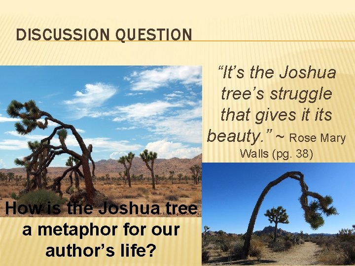 DISCUSSION QUESTION “It’s the Joshua tree’s struggle that gives it its beauty. ” ~