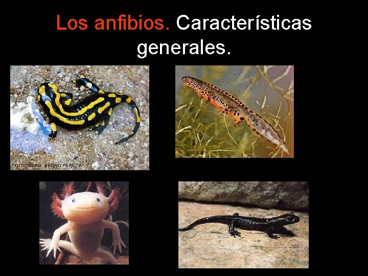 Los anfibios. Características generales. 