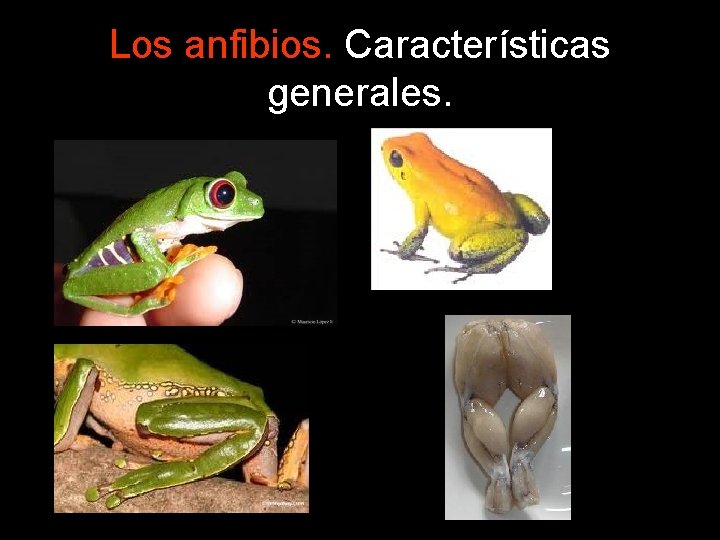 Los anfibios. Características generales. 