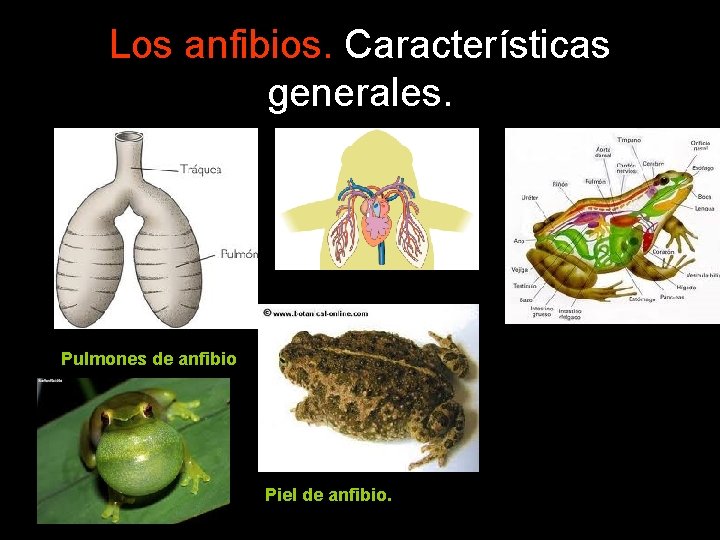 Los anfibios. Características generales. Pulmones de anfibio Piel de anfibio. 