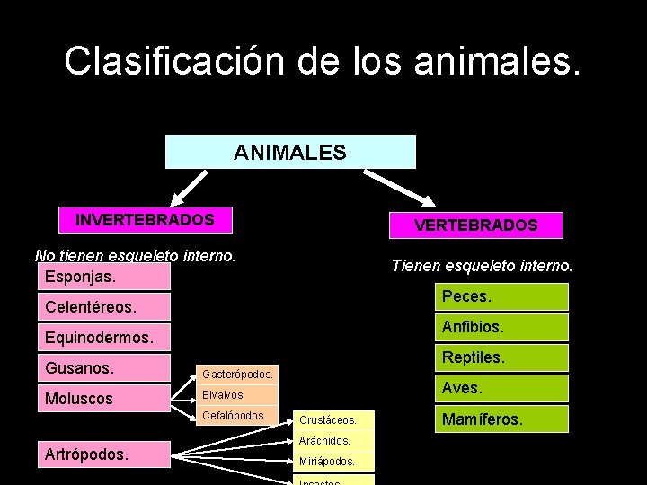 Clasificación de los animales. ANIMALES INVERTEBRADOS No tienen esqueleto interno. Esponjas. Tienen esqueleto interno.