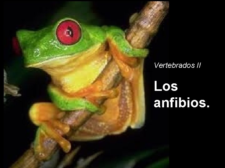 Vertebrados II Los anfibios. 