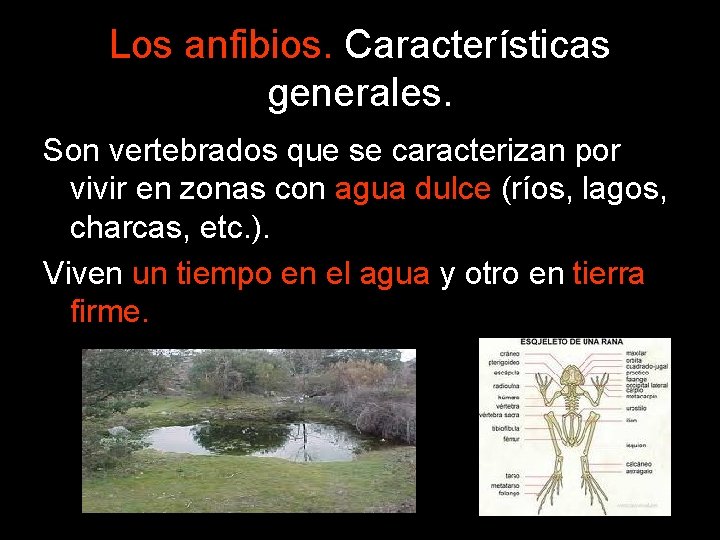 Los anfibios. Características generales. Son vertebrados que se caracterizan por vivir en zonas con