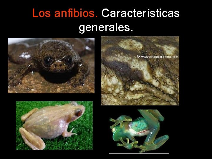 Los anfibios. Características generales. 