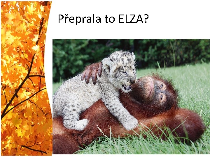 Přeprala to ELZA? 