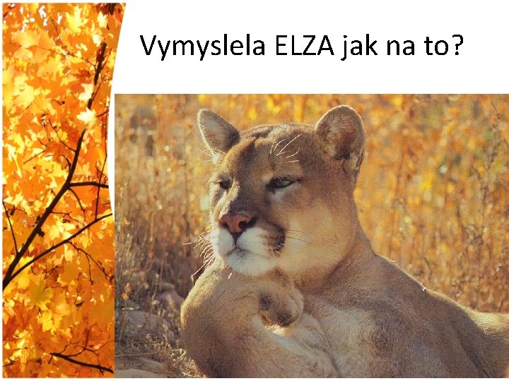 Vymyslela ELZA jak na to? 