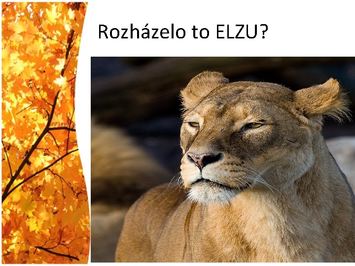 Rozházelo to ELZU? 