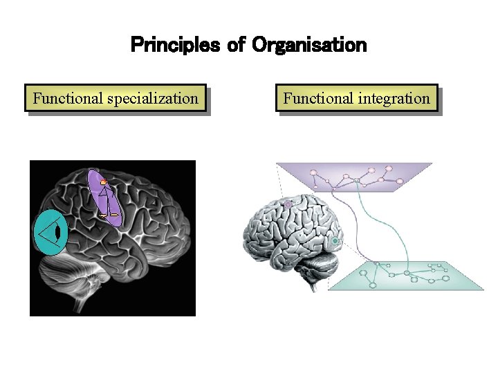Principles of Organisation Functional specialization Functional integration 