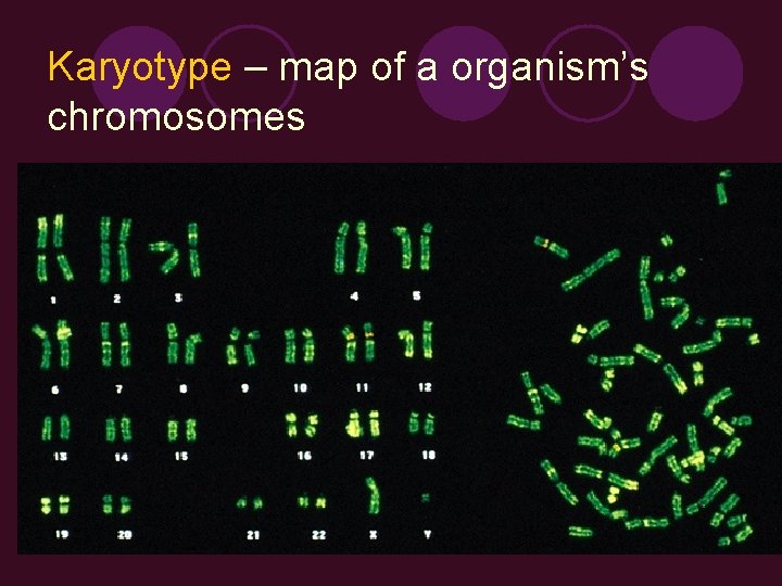 Karyotype – map of a organism’s chromosomes 