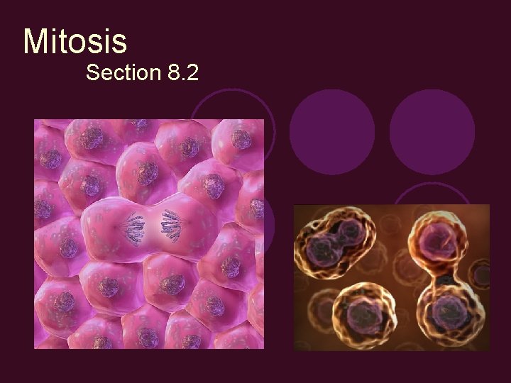 Mitosis Section 8. 2 