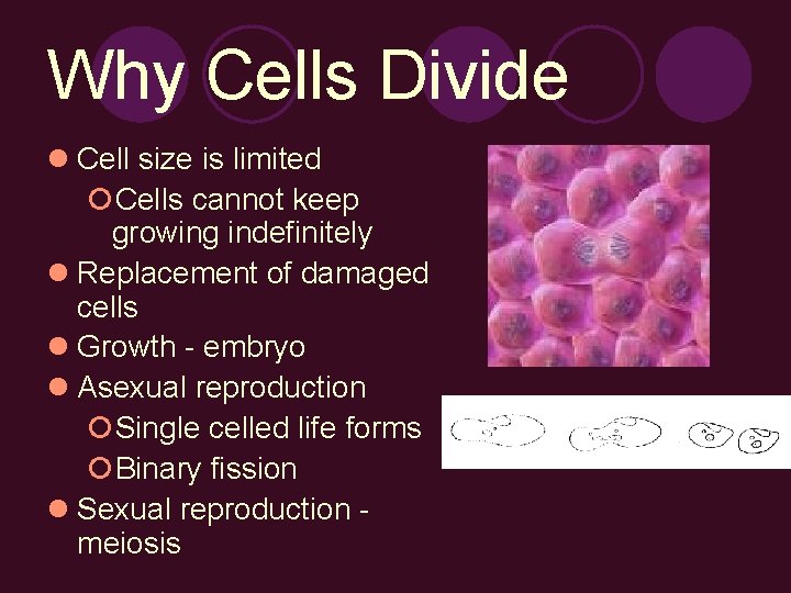 Why Cells Divide l Cell size is limited ¡Cells cannot keep growing indefinitely l