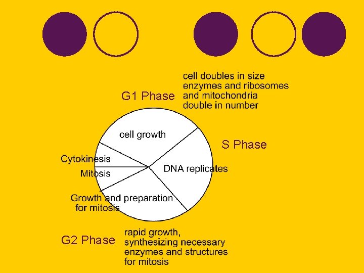 G 1 Phase S Phase G 2 Phase 