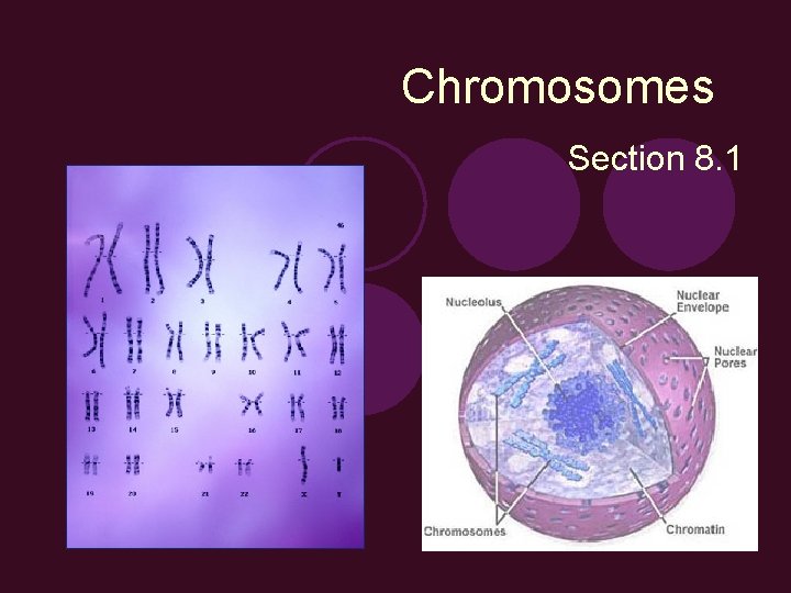 Chromosomes Section 8. 1 