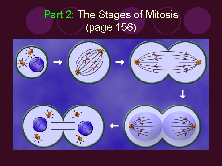 Part 2: The Stages of Mitosis (page 156) 
