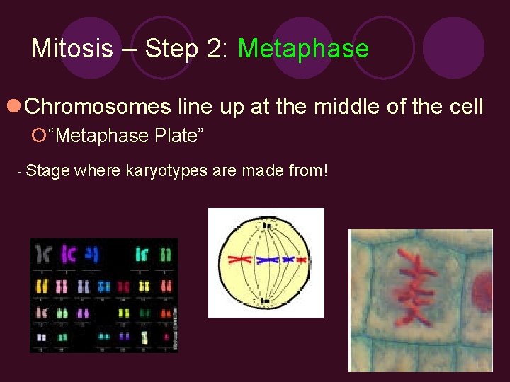 Mitosis – Step 2: Metaphase l Chromosomes line up at the middle of the