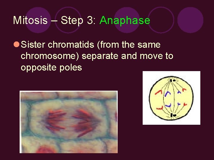 Mitosis – Step 3: Anaphase l Sister chromatids (from the same chromosome) separate and