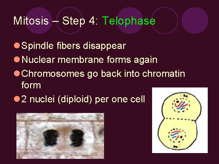 Mitosis – Step 4: Telophase l Spindle fibers disappear l Nuclear membrane forms again